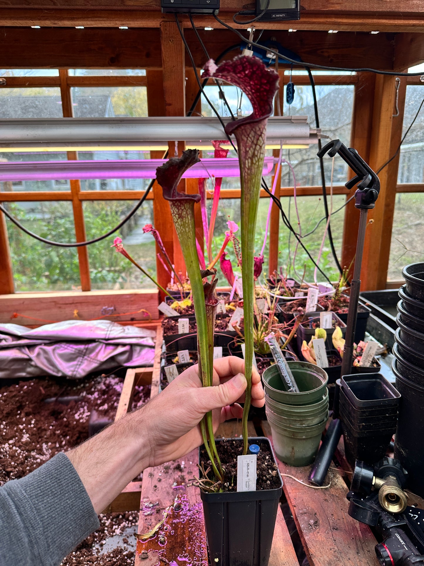 S. x Moorei ‘Lunchbox’ x ‘Bouquet’