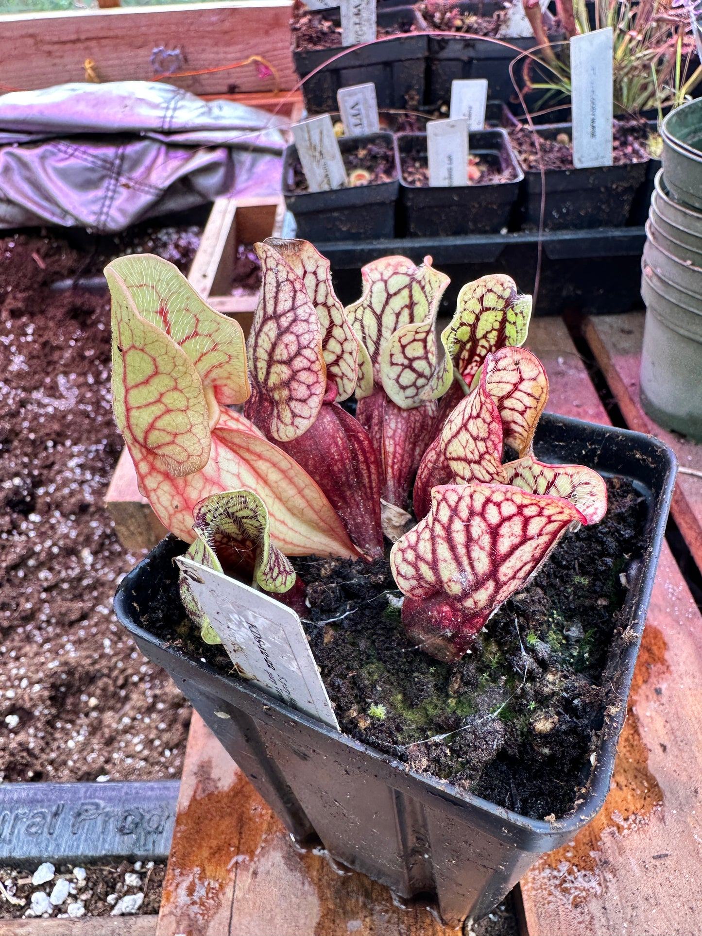 S. purpurea Montana Transylvania Co x Venosa Tattnall Co