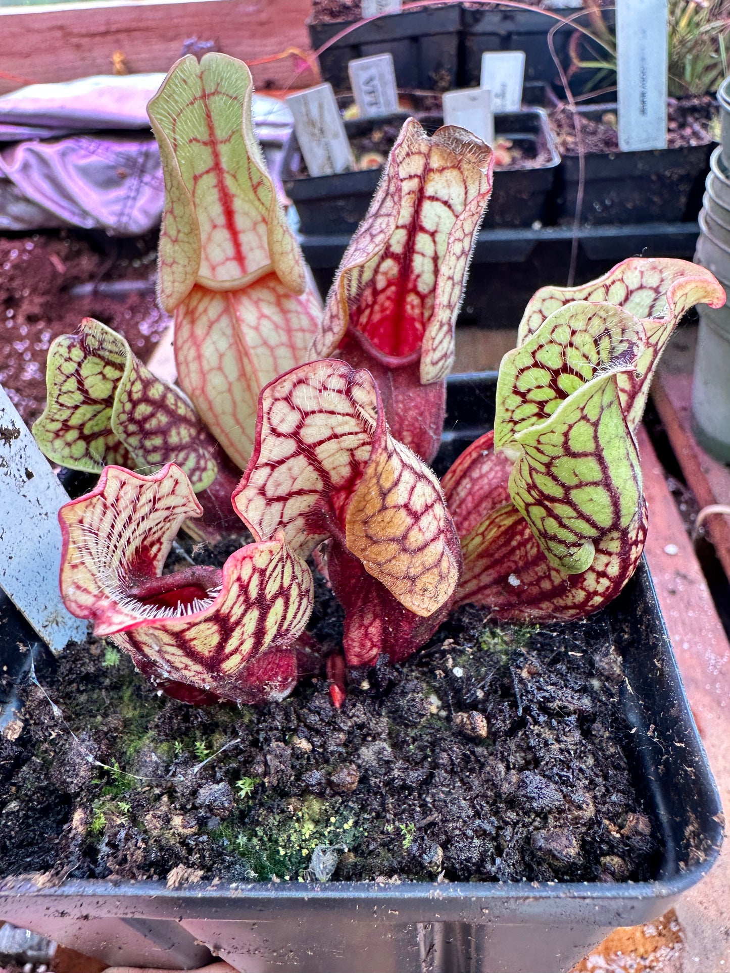 S. purpurea Montana Transylvania Co x Venosa Tattnall Co