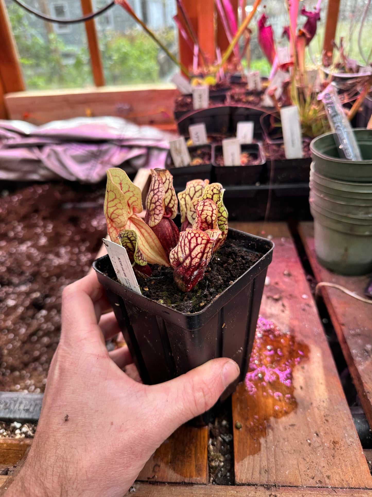 S. purpurea Montana Transylvania Co x Venosa Tattnall Co