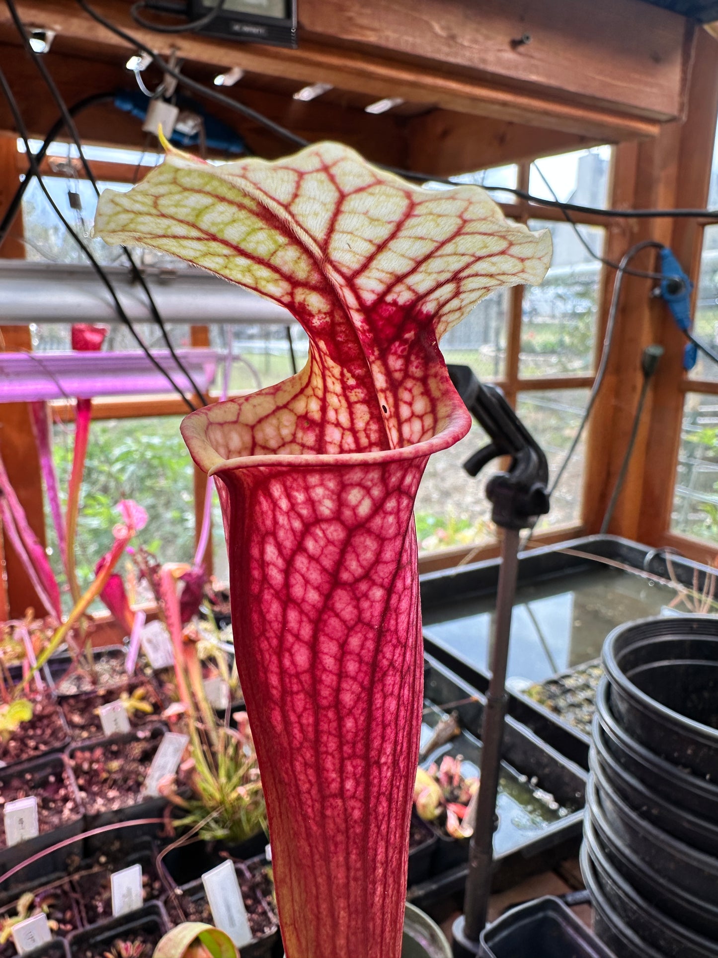 S. ((‘Judith Hindle’ x Dana’s Delight) x ‘Leah Wilkerson’) (Danny Powell) x ‘Legacy’