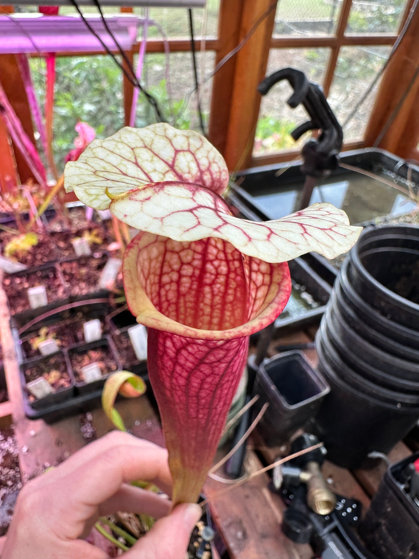 S. ((‘Judith Hindle’ x Dana’s Delight) x ‘Leah Wilkerson’) (Danny Powell) x ‘Legacy’