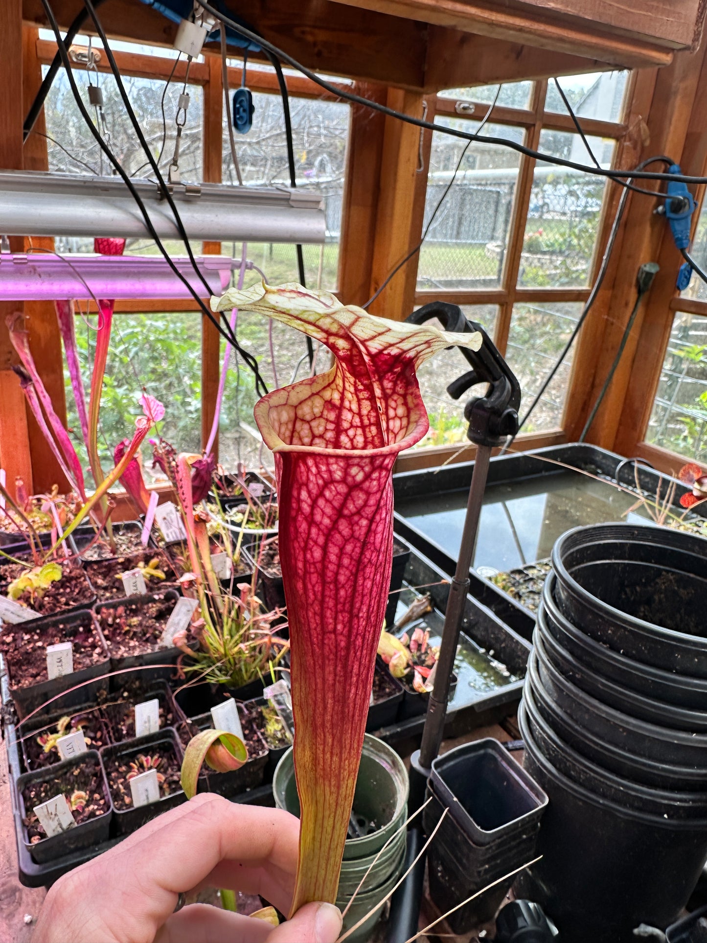 S. ((‘Judith Hindle’ x Dana’s Delight) x ‘Leah Wilkerson’) (Danny Powell) x ‘Legacy’