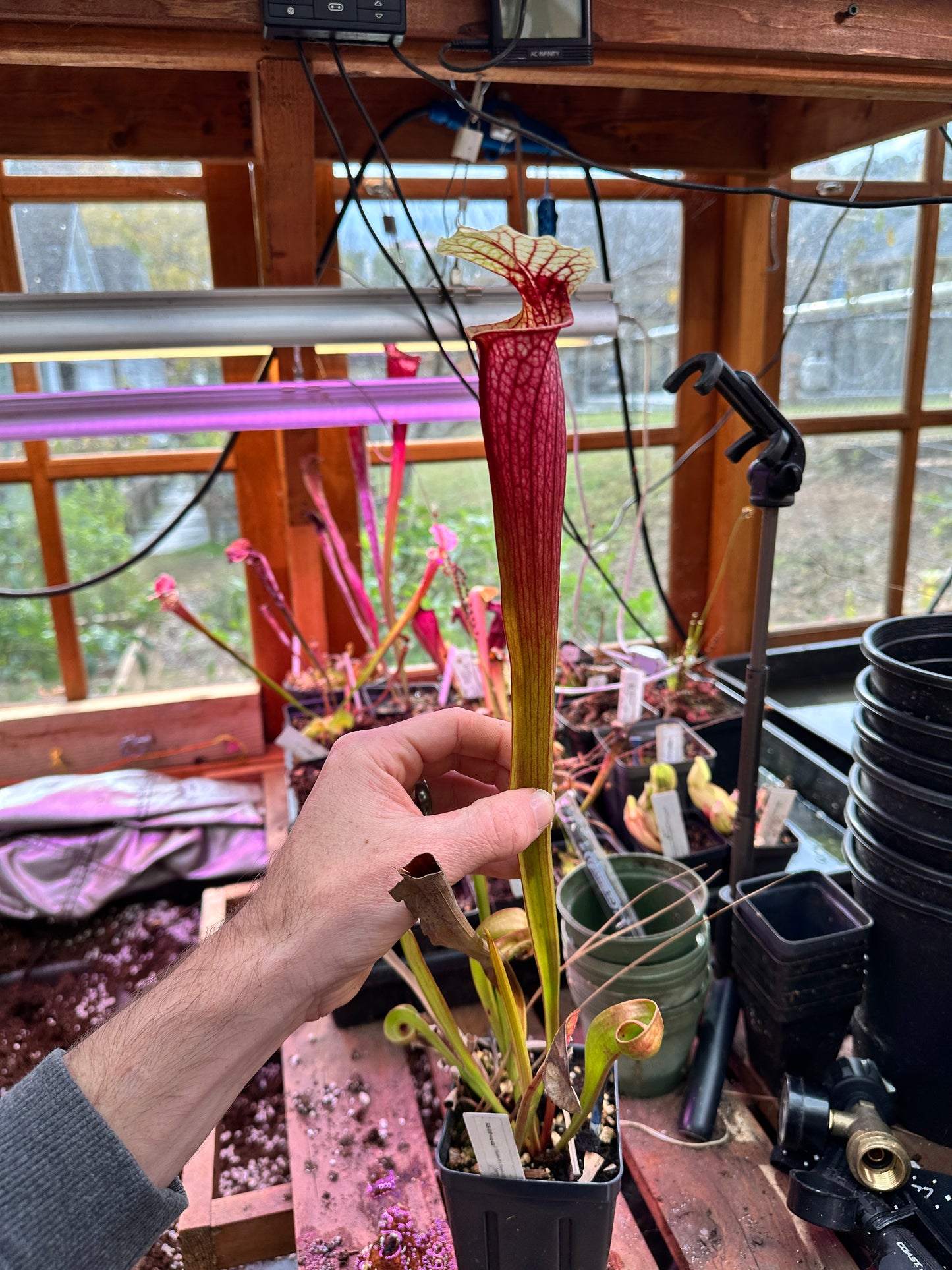 S. ((‘Judith Hindle’ x Dana’s Delight) x ‘Leah Wilkerson’) (Danny Powell) x ‘Legacy’