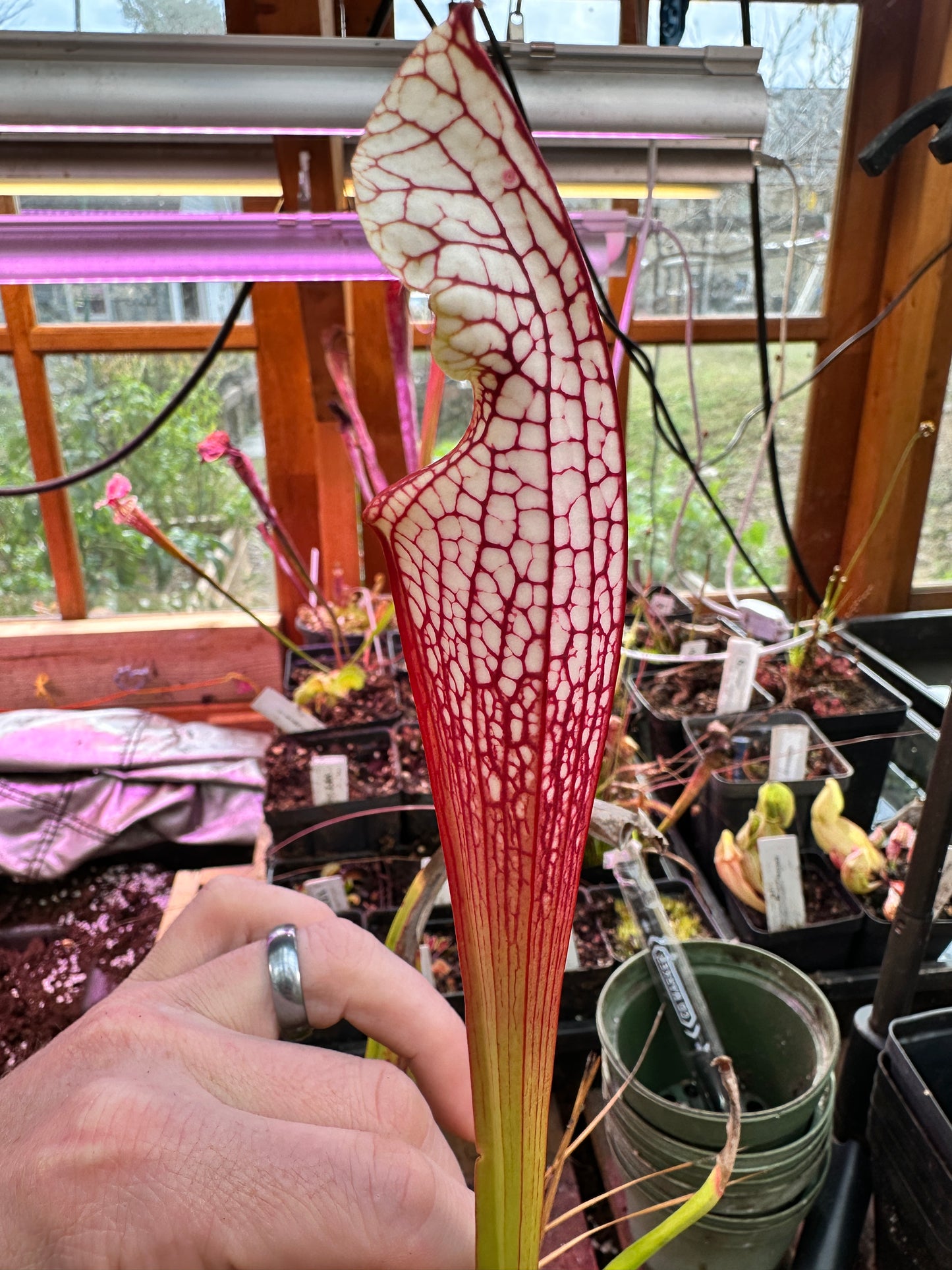 S. leucophylla ‘North of East Point’ x ‘Hurricane Creek White F’