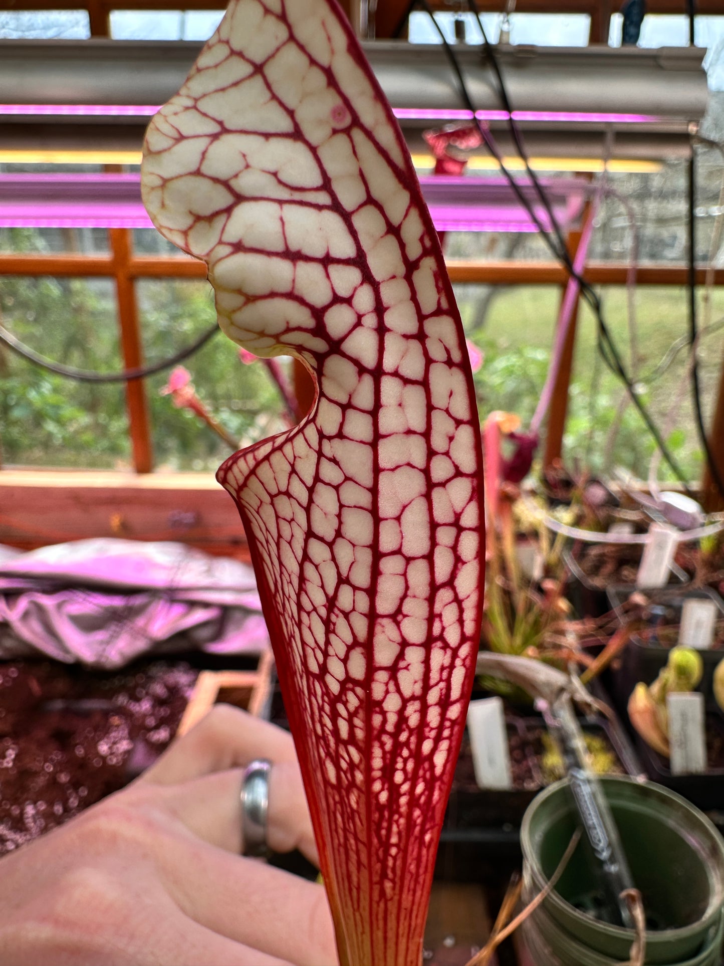 S. leucophylla ‘North of East Point’ x ‘Hurricane Creek White F’