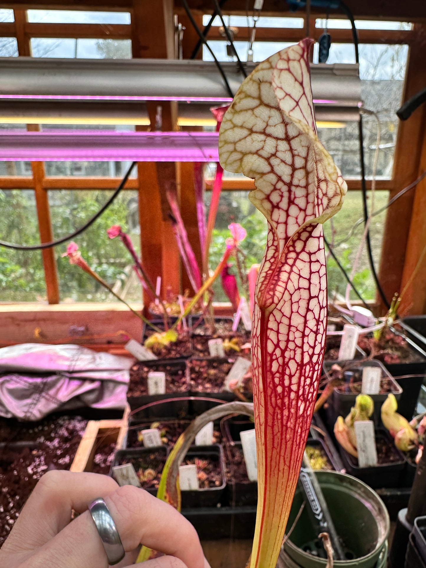 S. leucophylla ‘North of East Point’ x ‘Hurricane Creek White F’