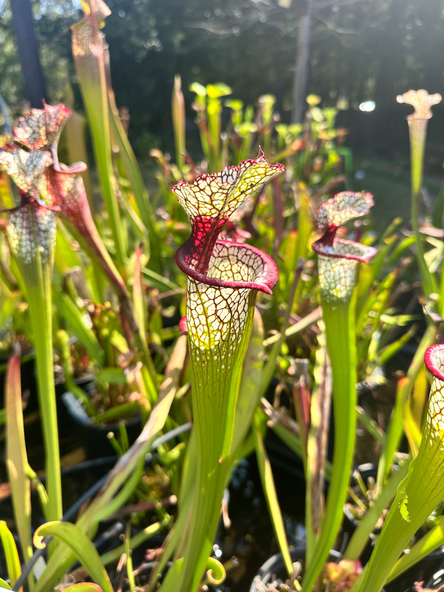 Sarracenia 'Lunchbox'