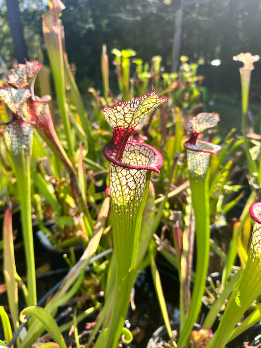 Sarracenia 'Lunchbox'