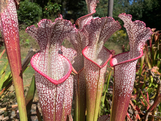 Sarracenia leucophylla 'Wilkerson’s Red Rocket'