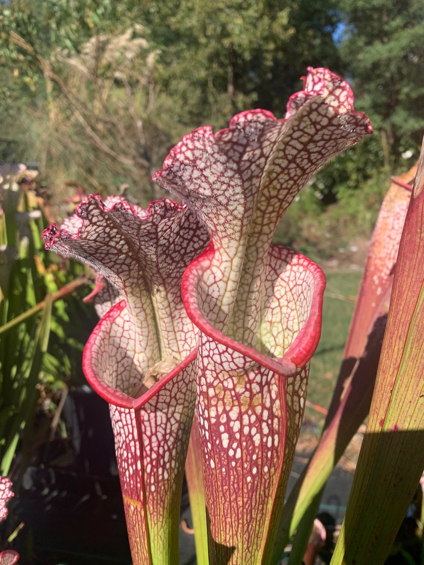 Sarracenia leucophylla 'Wilkerson’s Red Rocket'