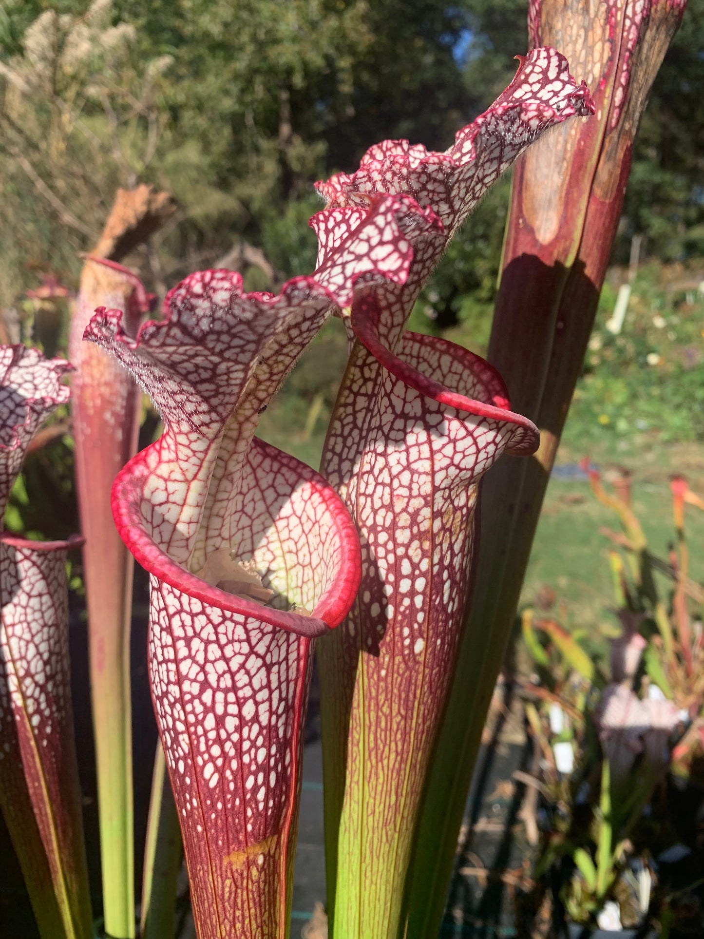Sarracenia leucophylla 'Wilkerson’s Red Rocket'