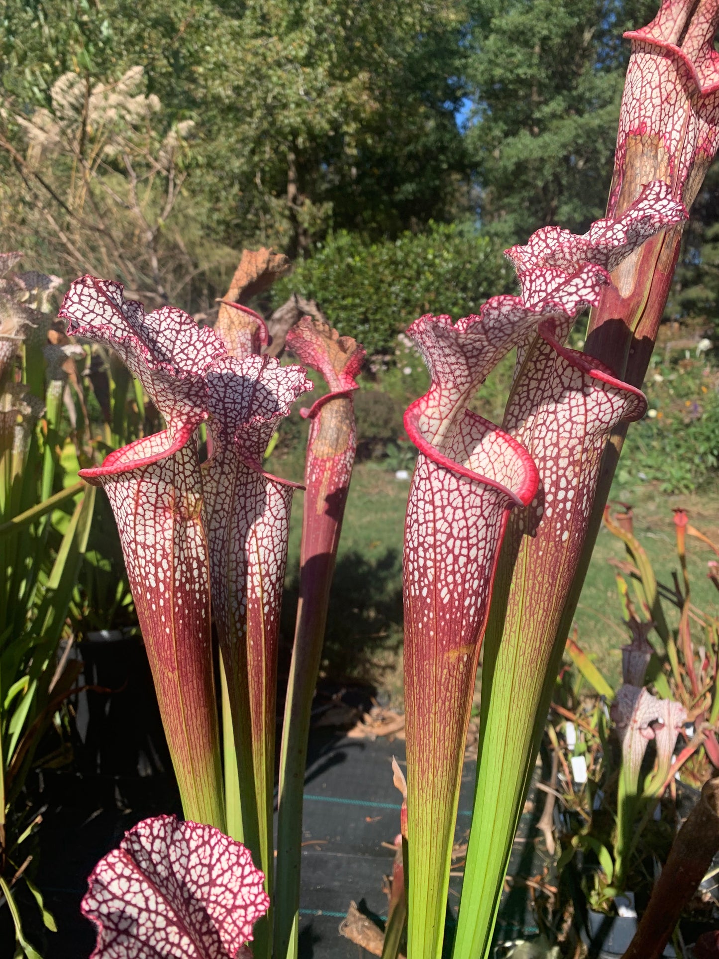 Sarracenia leucophylla 'Wilkerson’s Red Rocket'