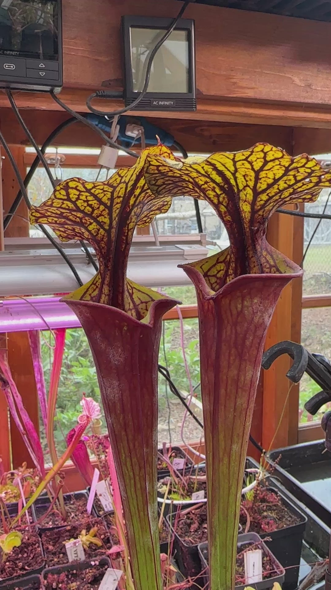 S. flava (Waccamaw x Black Veined Giant) – Atlanta Carnivorous Gardens