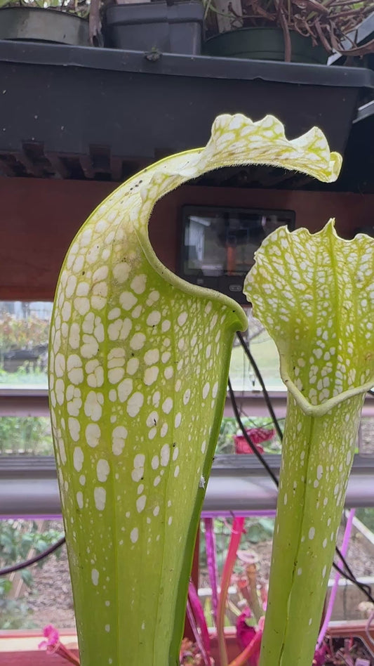 S. leuco Antho Free x minor Antho Free