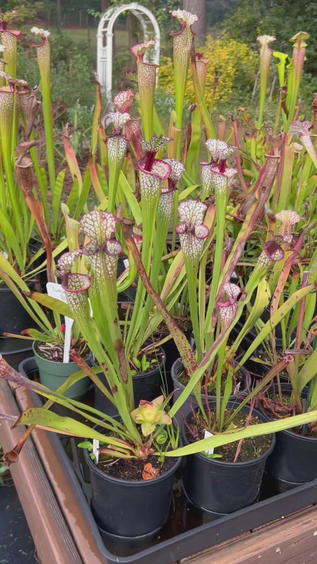 Sarracenia 'Lunchbox' – Atlanta Carnivorous Gardens