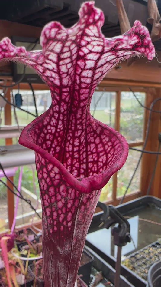 S. leuco ‘Wilkerson’s Red Rocket’ x Moorei ‘Lunchbox’