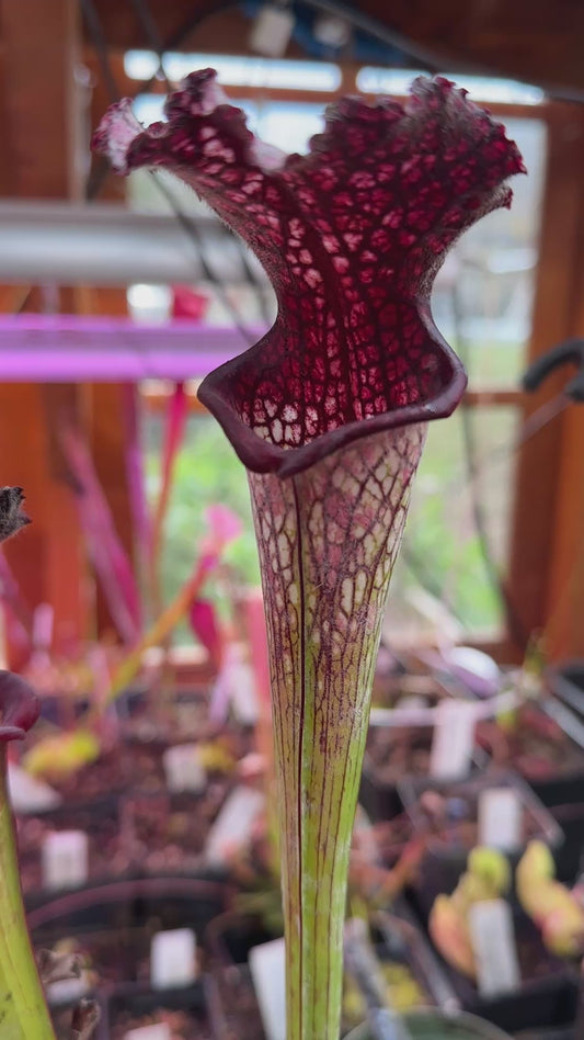 S. x Moorei ‘Lunchbox’ x ‘Bouquet’