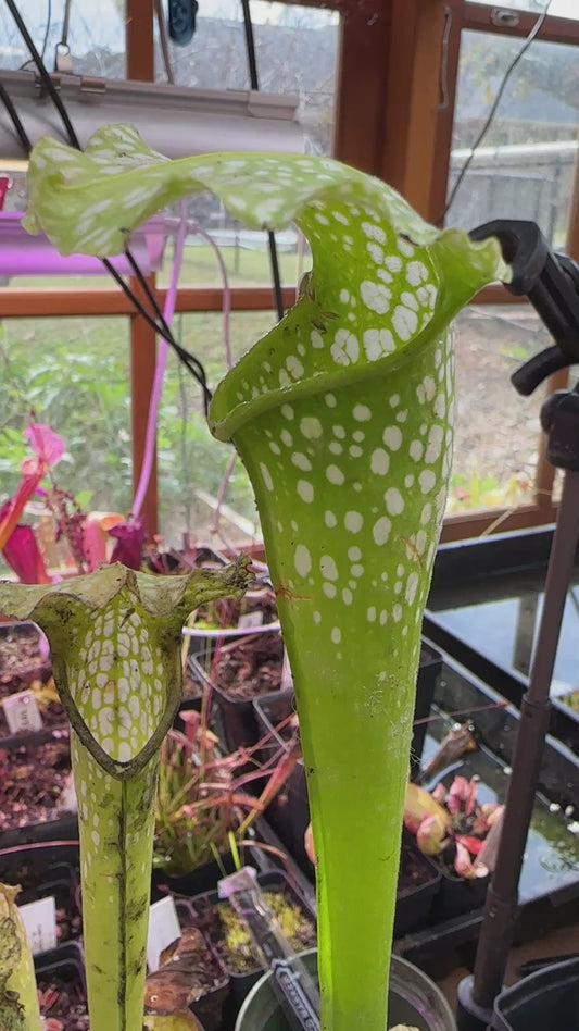 S. leuco Antho Free x minor Antho Free