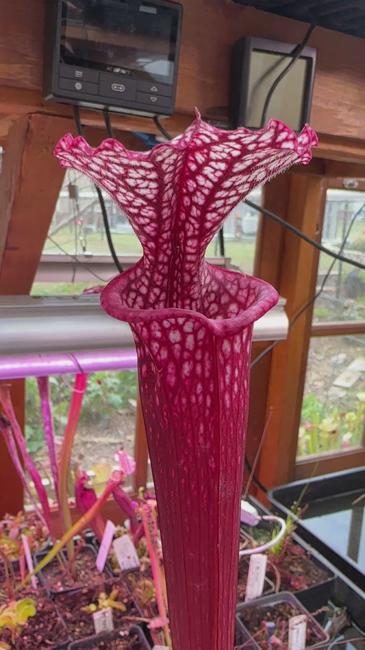 S. leuco ‘Wilkerson’s Red Rocket’ x Moorei ‘Lunchbox’