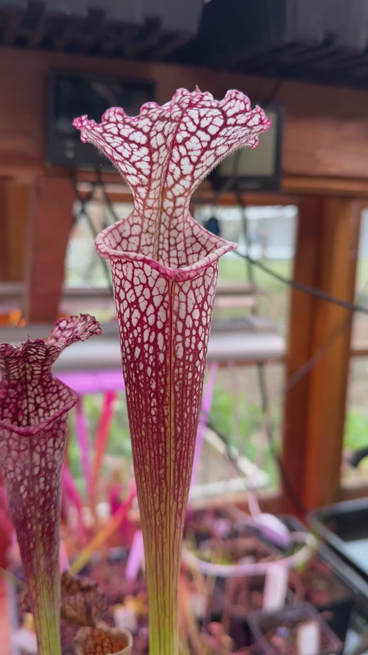 S. leuco ‘Wilkerson’s Red Rocket’ x Moorei ‘Super Heavy Veins’