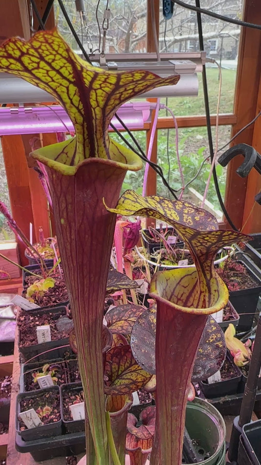 S. flava (Waccamaw x Black Veined Giant)