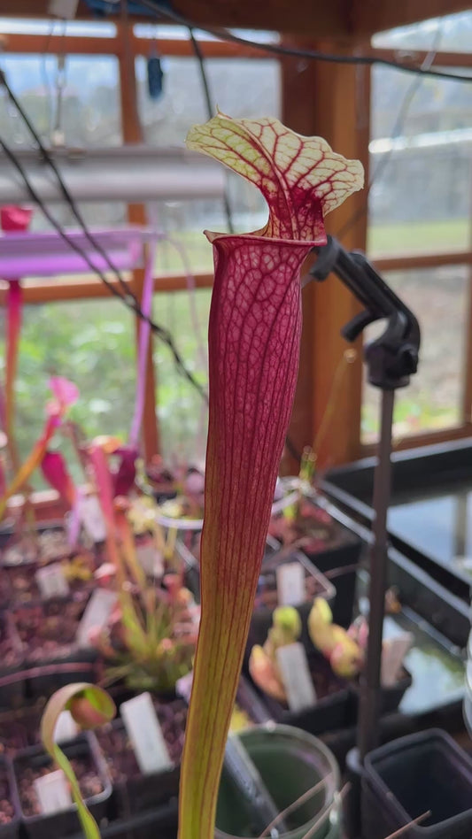 S. ((‘Judith Hindle’ x Dana’s Delight) x ‘Leah Wilkerson’) (Danny Powell) x ‘Legacy’