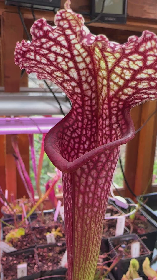S. leuco ‘Wilkerson’s Red Rocket’ x Moorei ‘Super Heavy Veins’