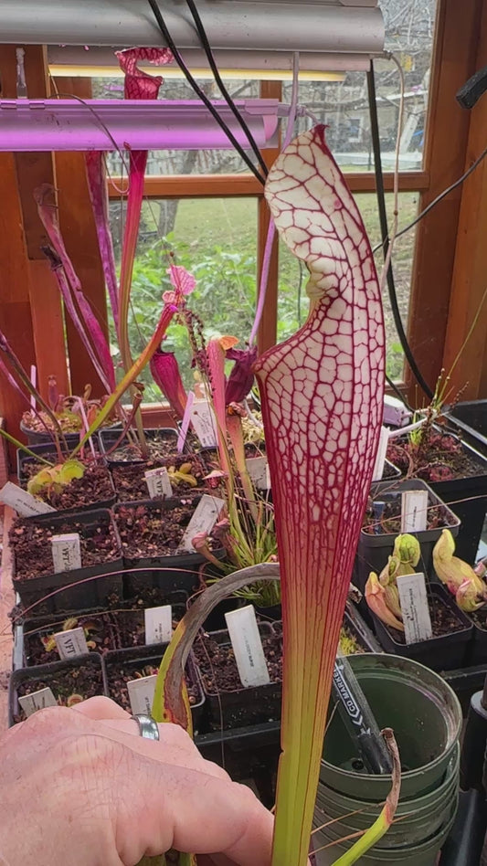 S. leucophylla ‘North of East Point’ x ‘Hurricane Creek White F’
