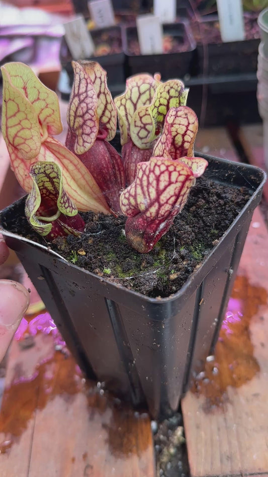 S. purpurea Montana Transylvania Co x Venosa Tattnall Co